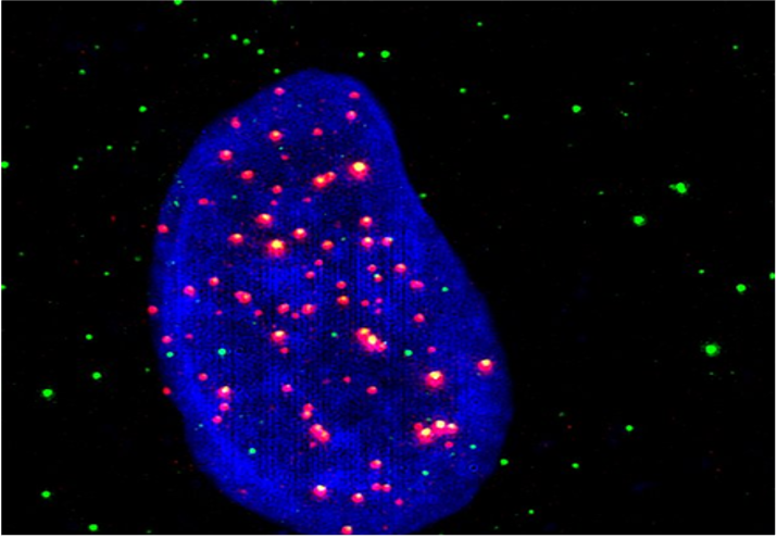 image de cellule