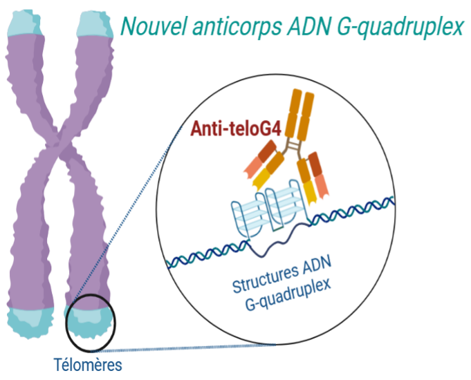 Sélection d’un nouvel anticorps pour mieux étudier l’ADN G-quadruplex au niveau des télomères